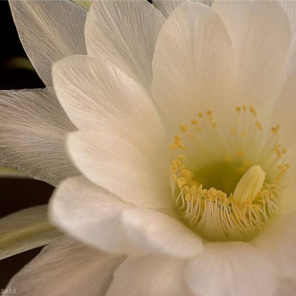 Meet your Posher, Marilyn, from Joshua Tree! - Picture 14 of 15